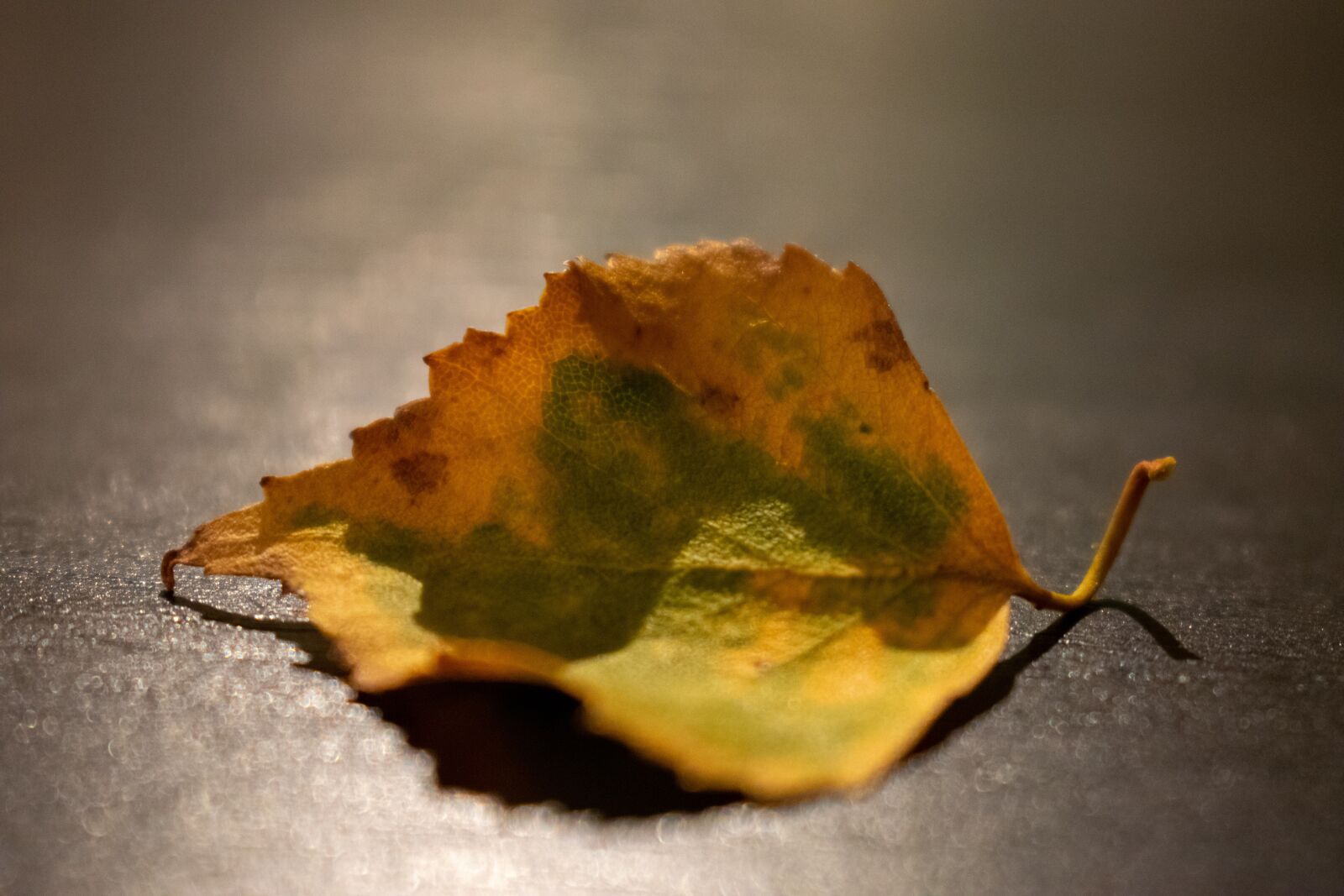 Nikon D5300 sample photo. Leaf, autumn leaf, close photography