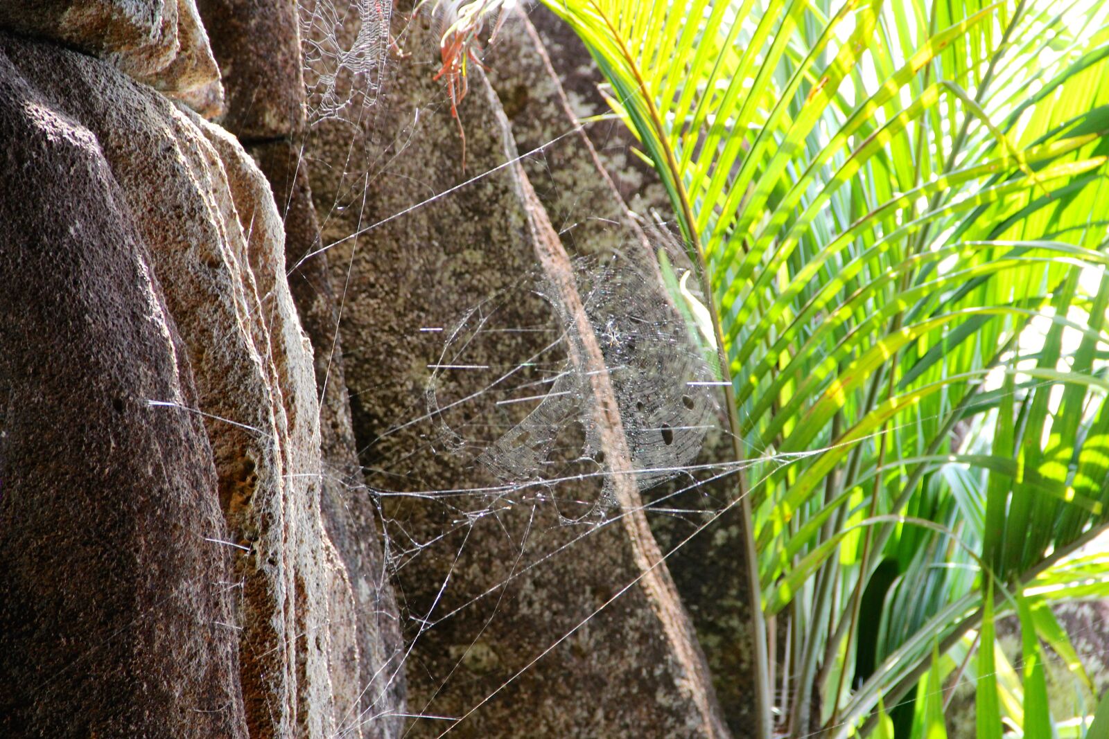 Canon EF-S 18-135mm F3.5-5.6 IS sample photo. Rock, plant, seychelles photography