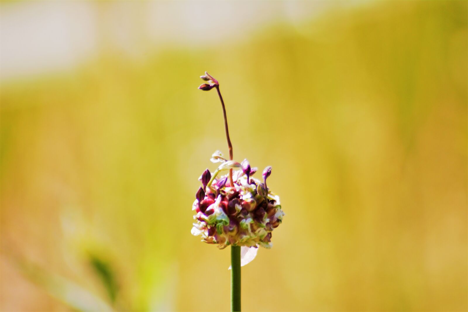 Nikon D7100 sample photo. Summer, sol, landscape photography