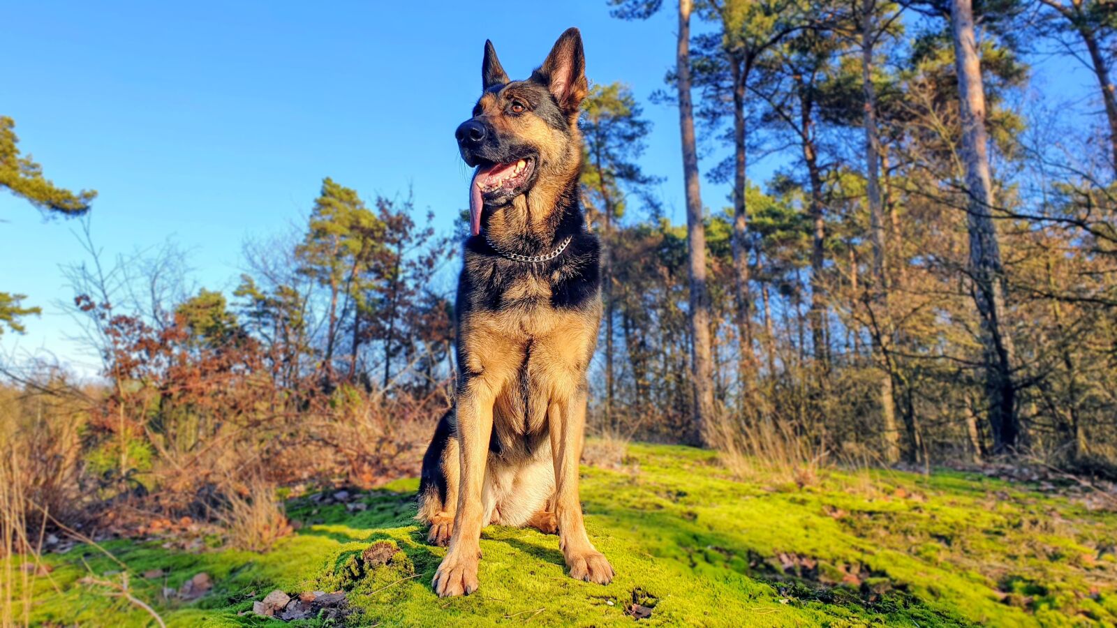 Samsung SM-G965F sample photo. Dog, shepperd, canine photography