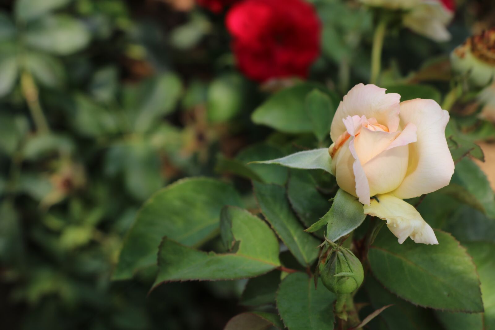 Canon EOS 750D (EOS Rebel T6i / EOS Kiss X8i) sample photo. Rose, flower, white photography