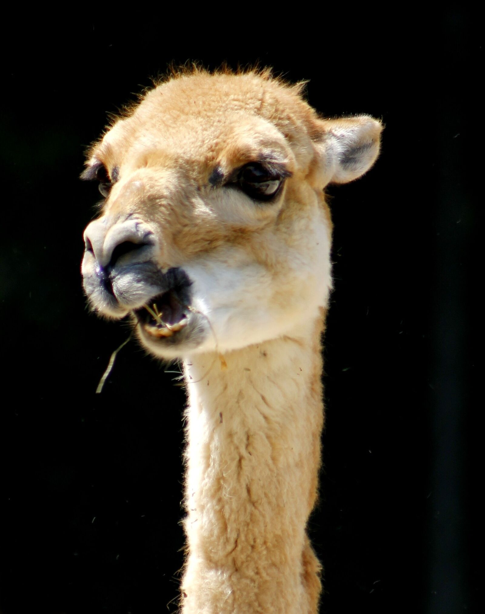 Canon EF 75-300mm f/4-5.6 sample photo. Lama, zoo, animal world photography