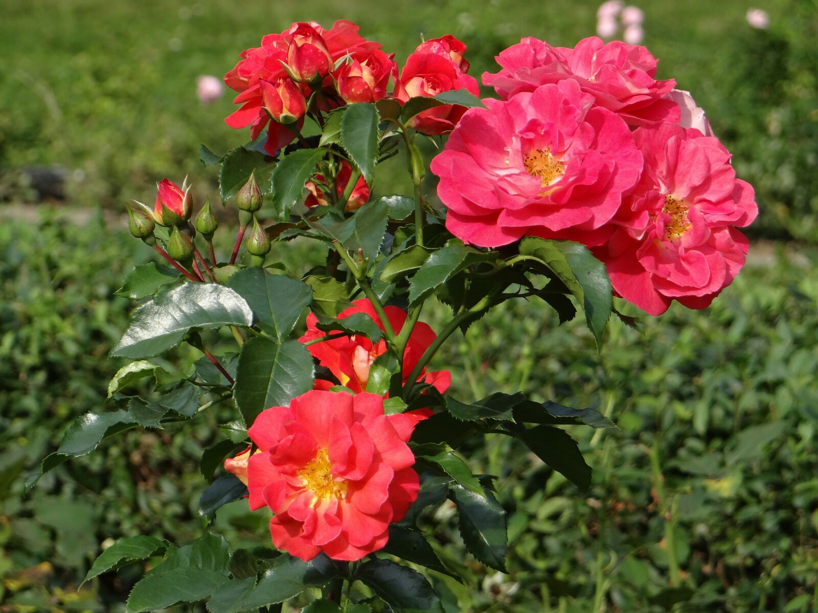 Sony DSC-HX200V sample photo. Rose, flower, red photography