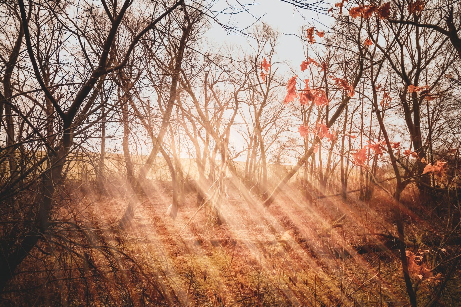Canon EOS 750D (EOS Rebel T6i / EOS Kiss X8i) sample photo. Moor, rays, light photography