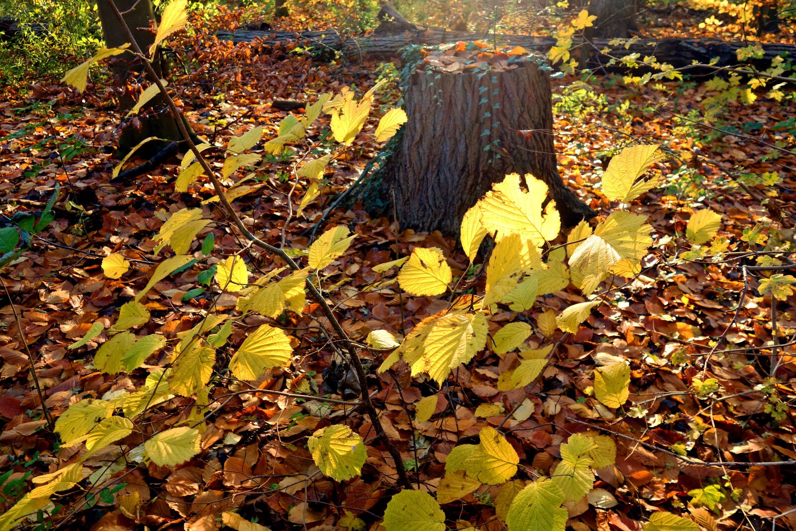 Sony Cyber-shot DSC-RX100 sample photo. Forest, tree trunk, leaves photography