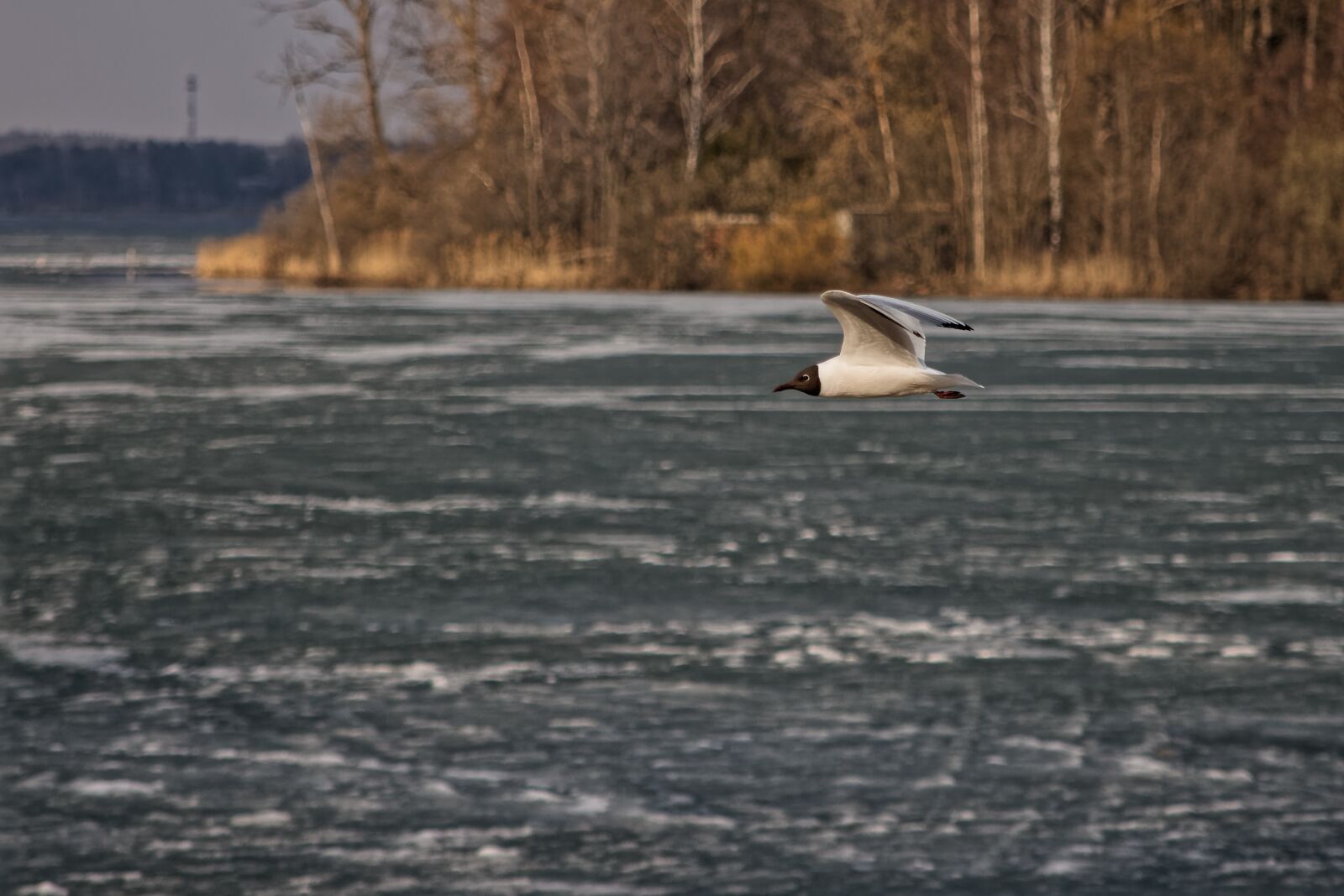 Canon EOS 500D (EOS Rebel T1i / EOS Kiss X3) sample photo. Seagull, bird, flight photography