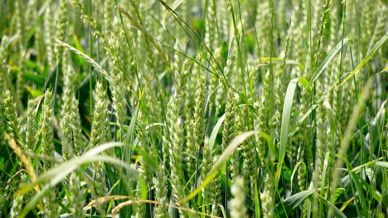 Sony Alpha a5000 (ILCE 5000) sample photo. Cereals, spike, cornfield photography