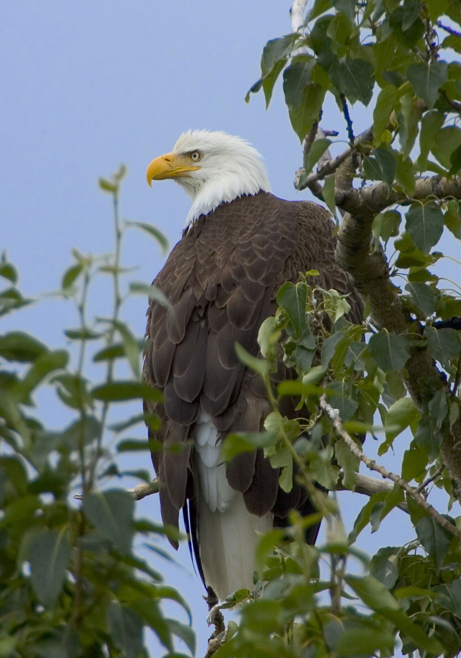 Canon EOS-1D Mark II sample photo. Bald eagle, eagle, bald photography