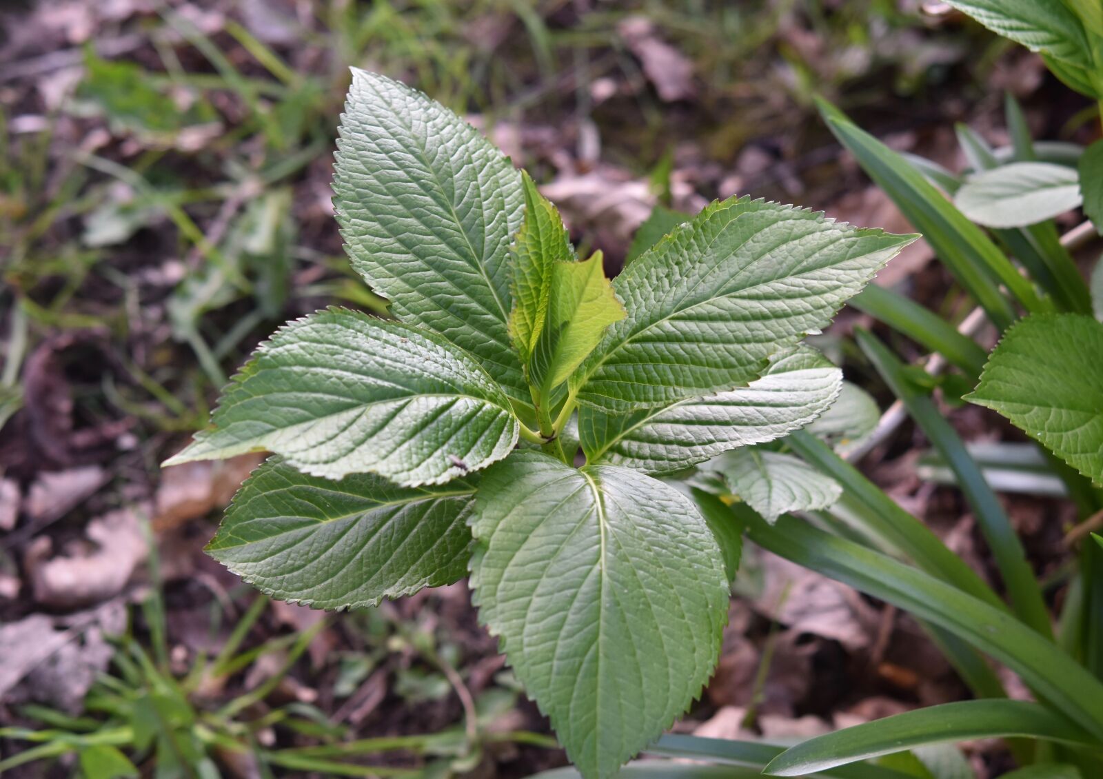 Nikon D5600 sample photo. Leaves plant hydrangea, green photography