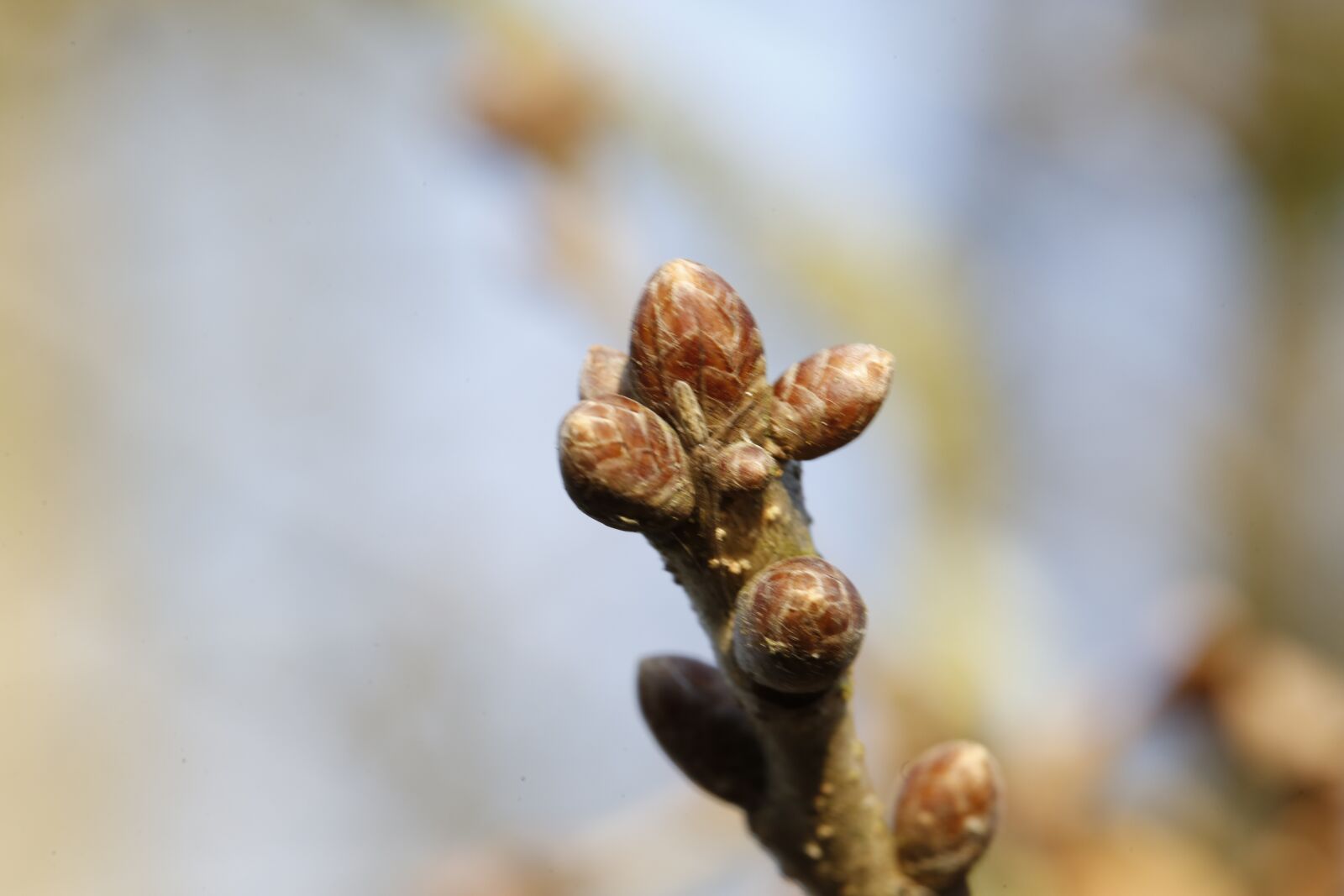 Canon EF 100mm F2.8L Macro IS USM sample photo. Spring, plant, engine photography