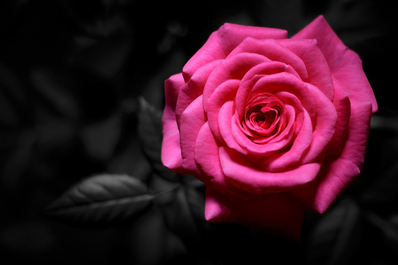 Canon EOS 70D + Canon EF 40mm F2.8 STM sample photo. Flower, rose, nature photography