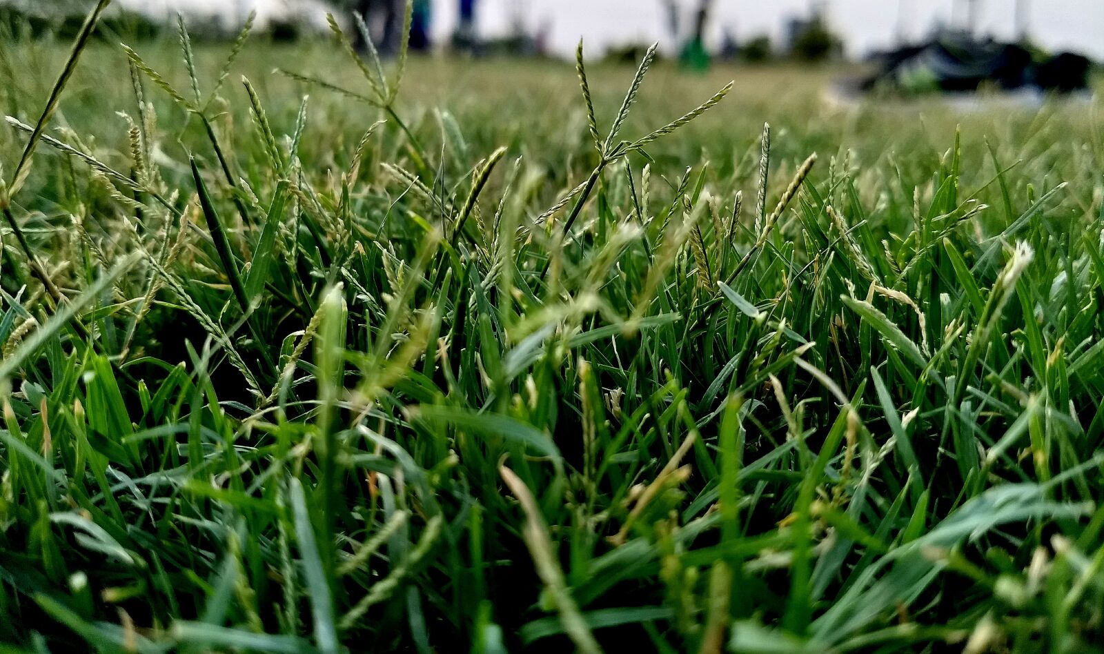 Motorola Moto G (5) Plus sample photo. Grass, grass, field, grass photography