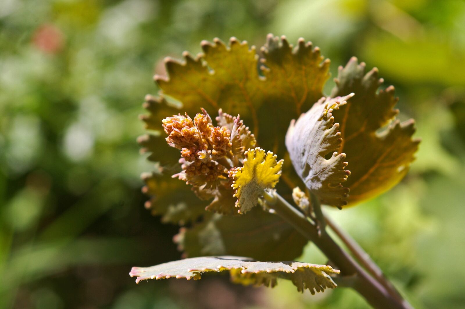 Pentax *ist DL2 sample photo. Spring poppy, foliage plant photography