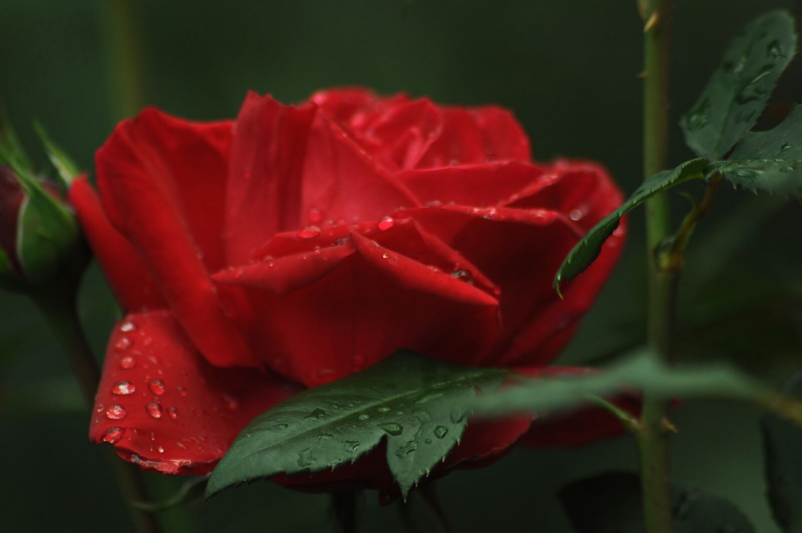 Nikon D90 sample photo. Rose, flower, rosa photography