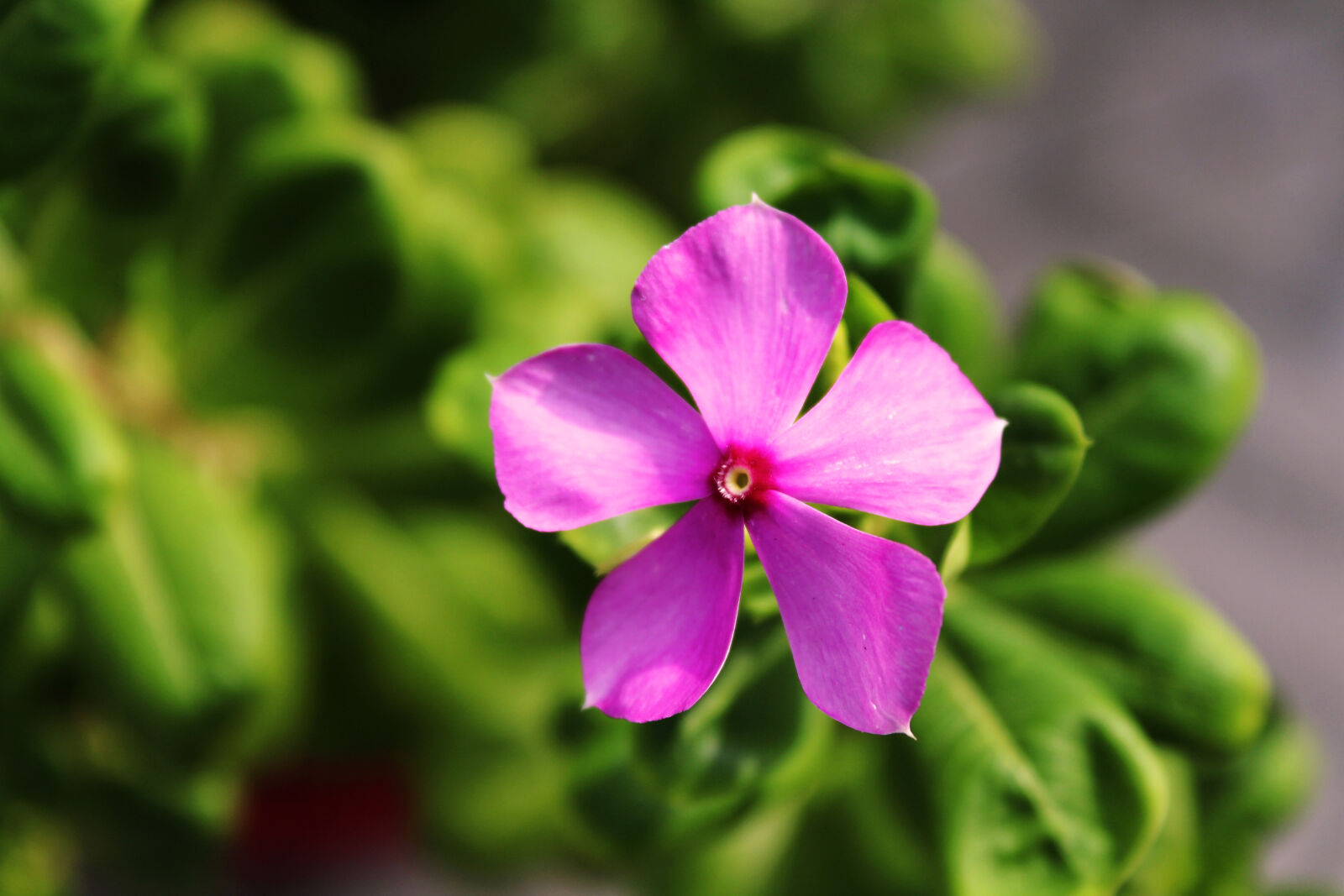 Canon EOS 1300D (EOS Rebel T6 / EOS Kiss X80) sample photo. Beautiful, bloom, blooming, blossom photography