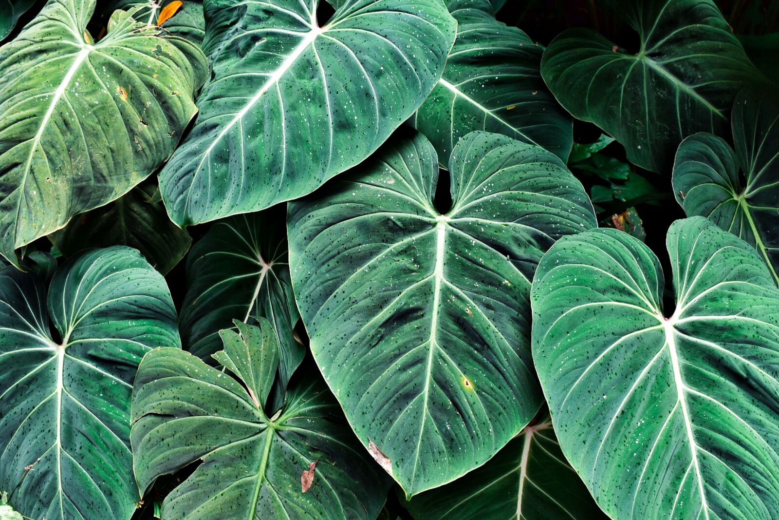 Nikon D3400 sample photo. Plant, nature, garden photography