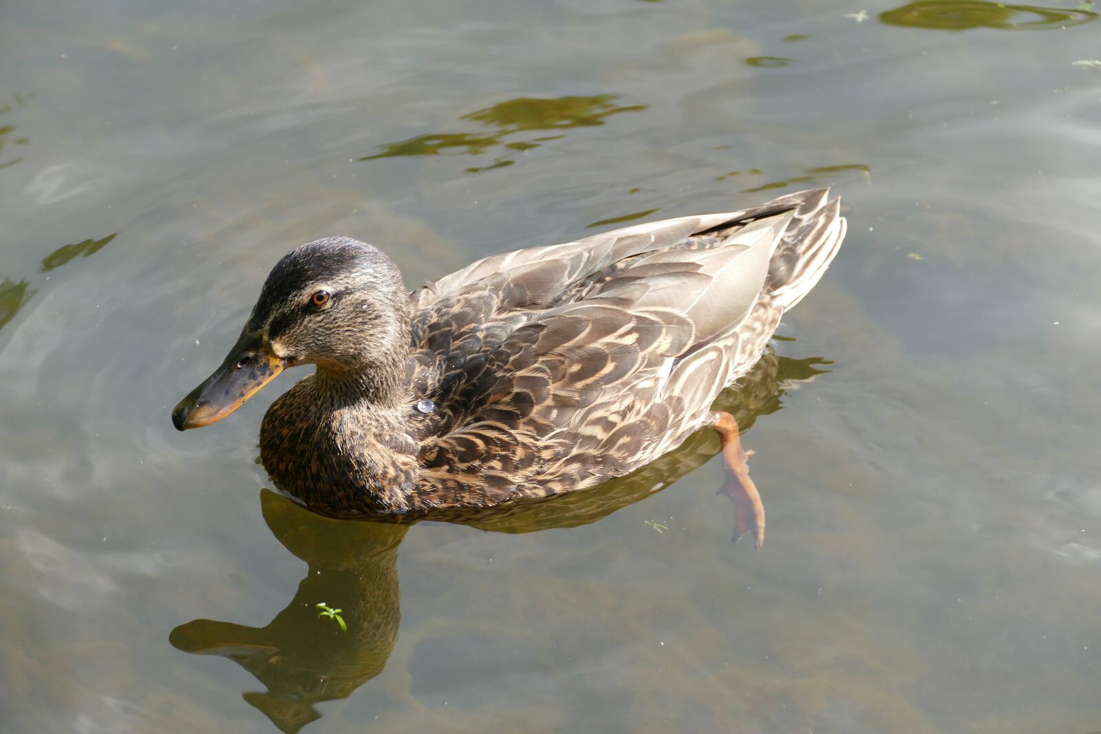 Panasonic Lumix DMC-FZ1000 sample photo. Duck, water bird, schwimmvogel photography