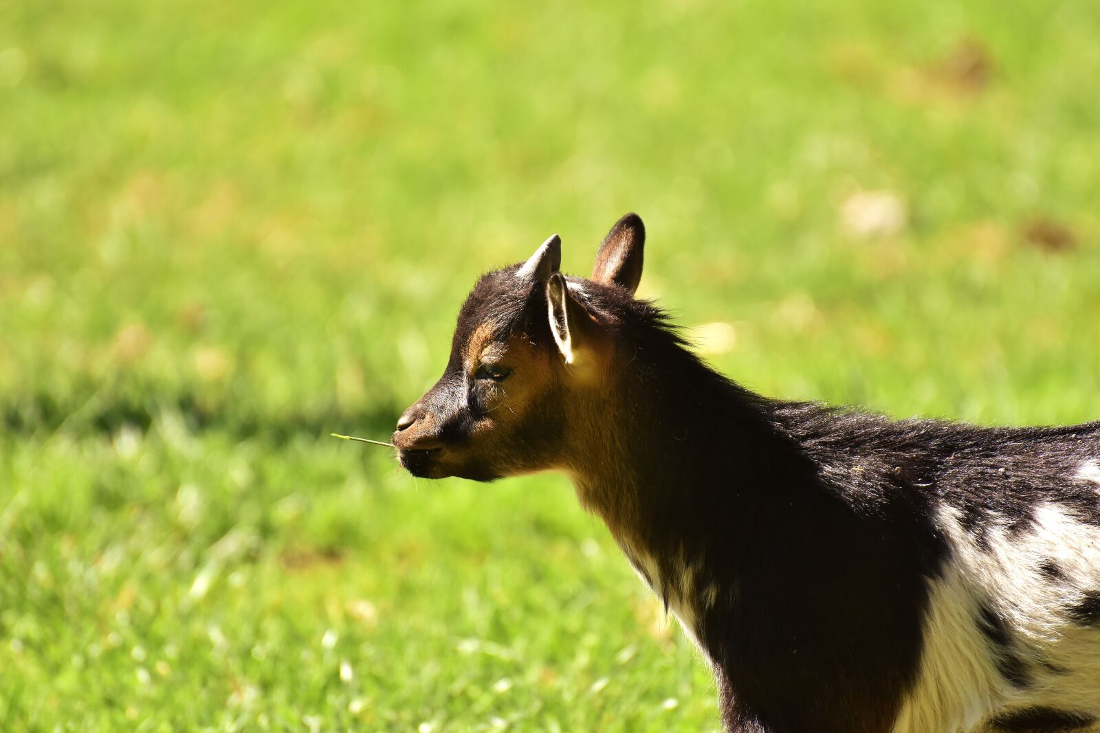 Nikon D7200 sample photo. Goat, kid, animal photography