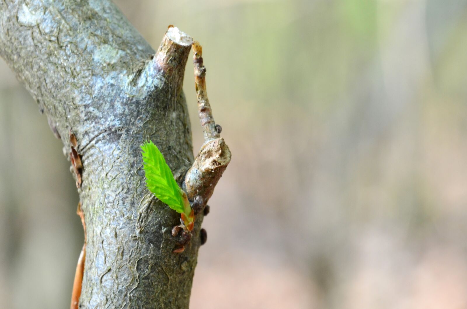 Nikon D5100 sample photo. Tree, bud, nature photography