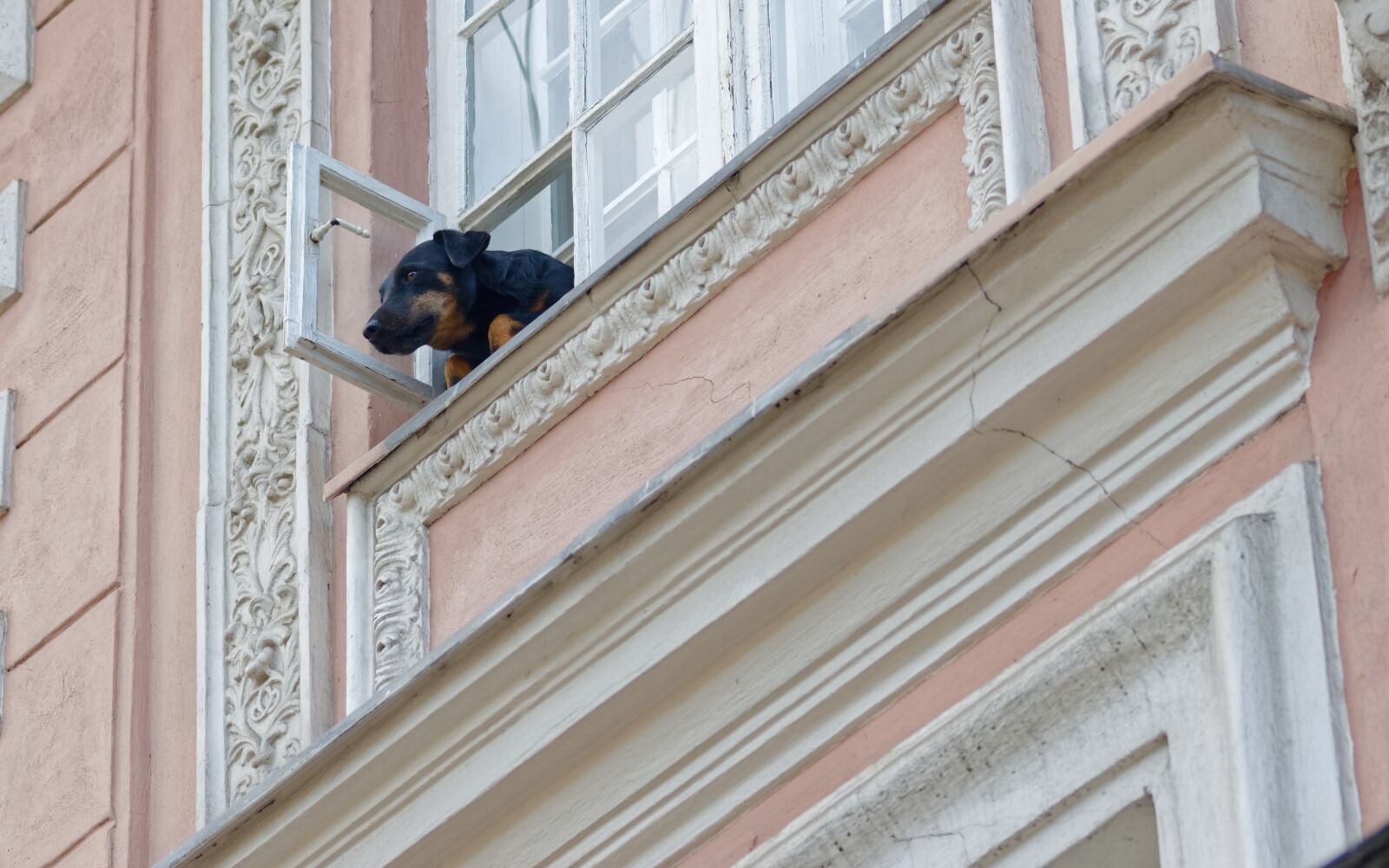 Nikon D5100 sample photo. Dog, pet, canine photography