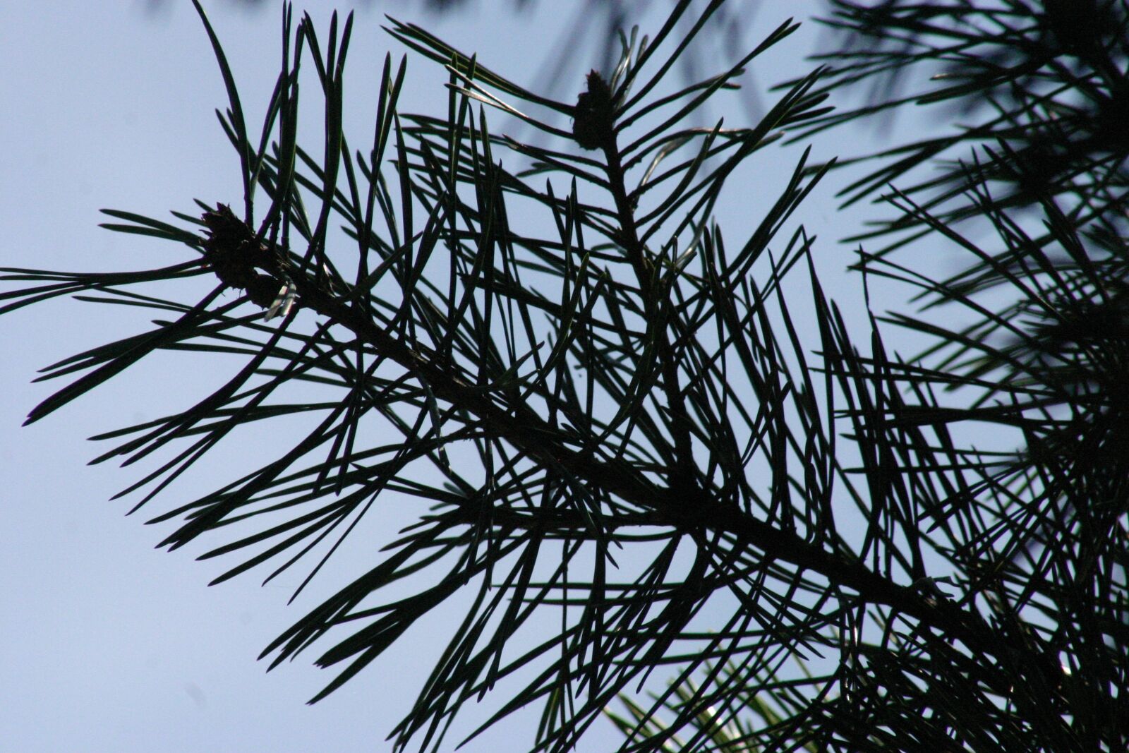 Canon EOS 300D (EOS Digital Rebel / EOS Kiss Digital) sample photo. Pine, green, blue photography