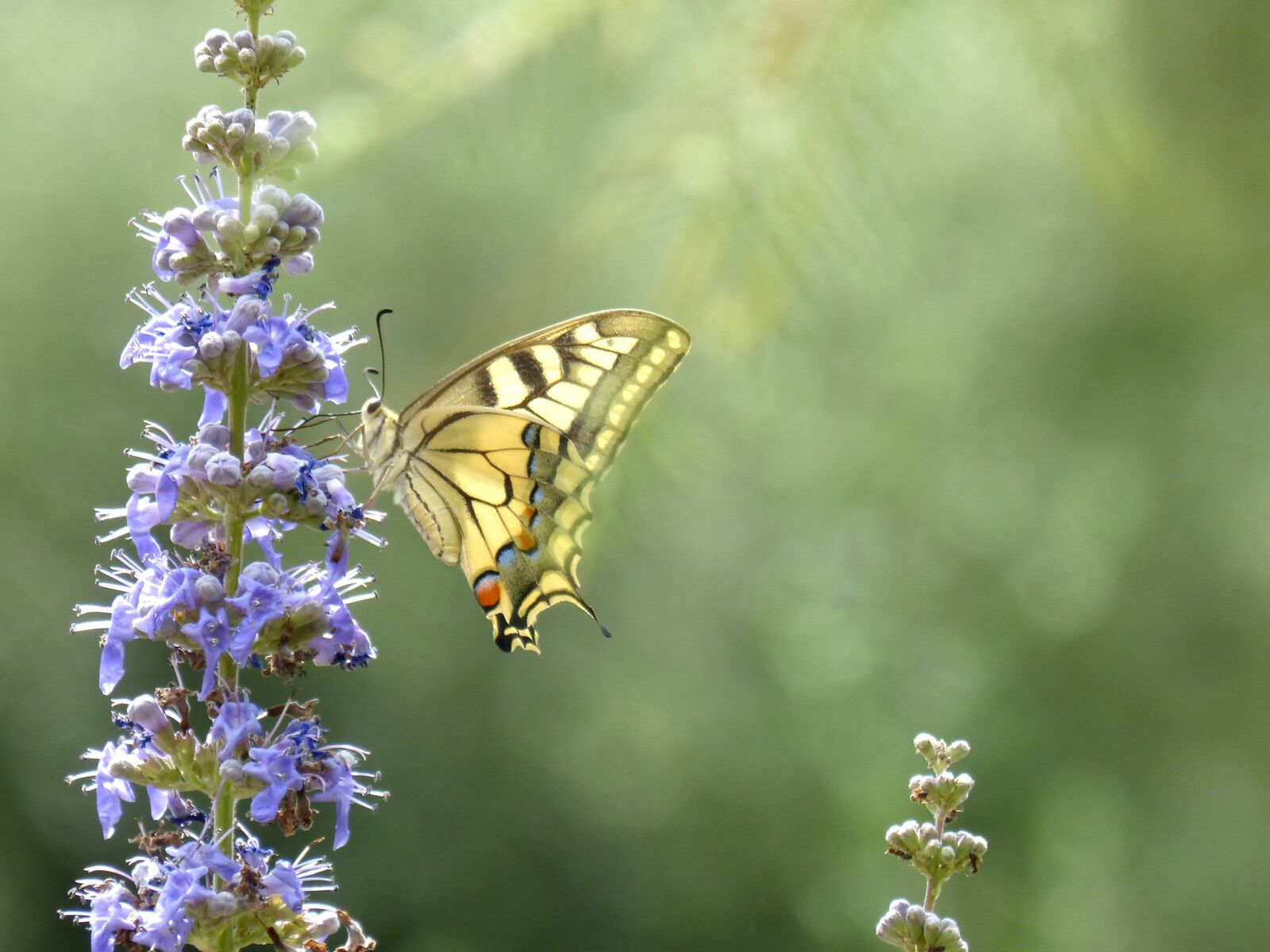 Panasonic DMC-FZ62 sample photo. Machaon, papilio machaon, butterfly photography