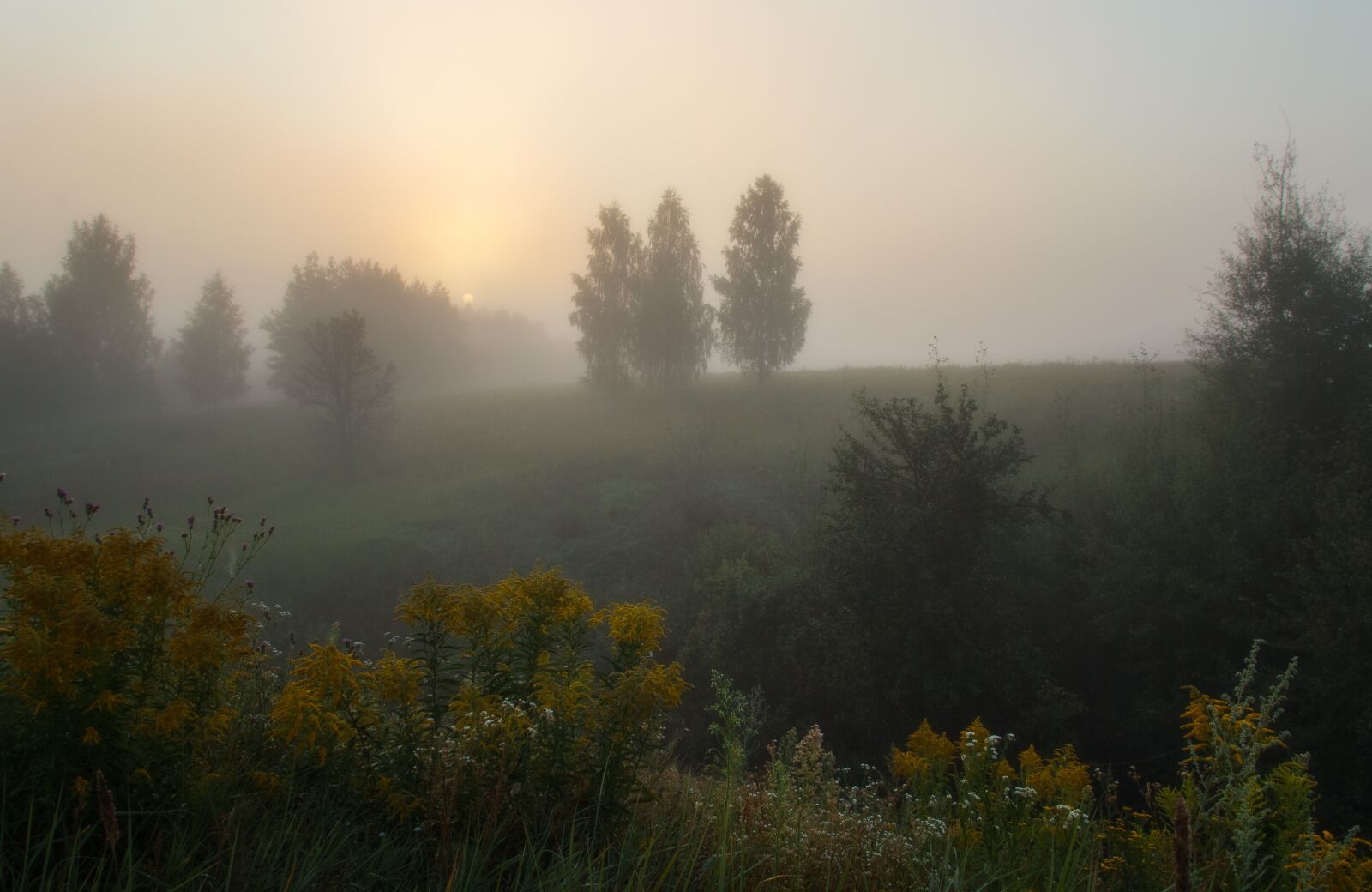 Canon EOS 550D (EOS Rebel T2i / EOS Kiss X4) sample photo. Tree, fog, dawn photography