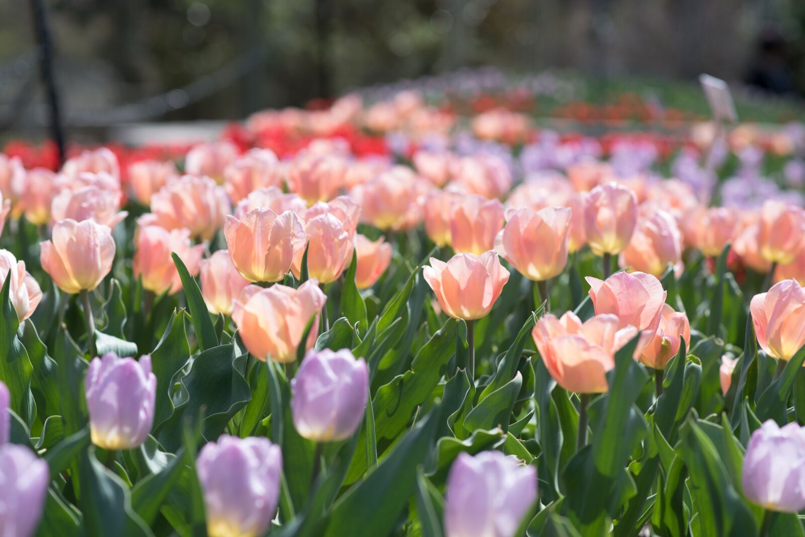 Nikon D750 sample photo. Tulips, sherwood gardens, flowers photography