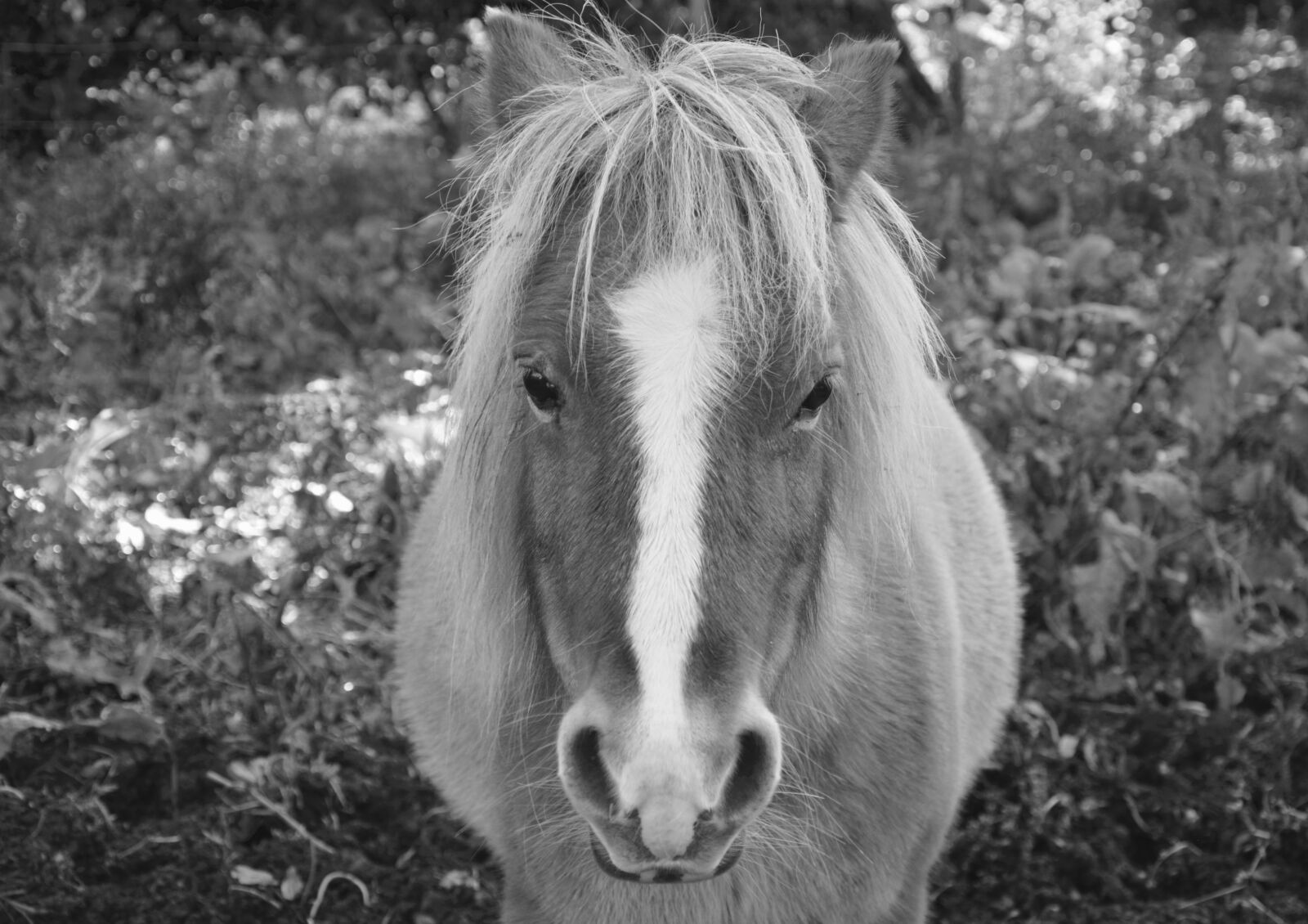 Nikon D5200 sample photo. Shetland pony, photo black photography