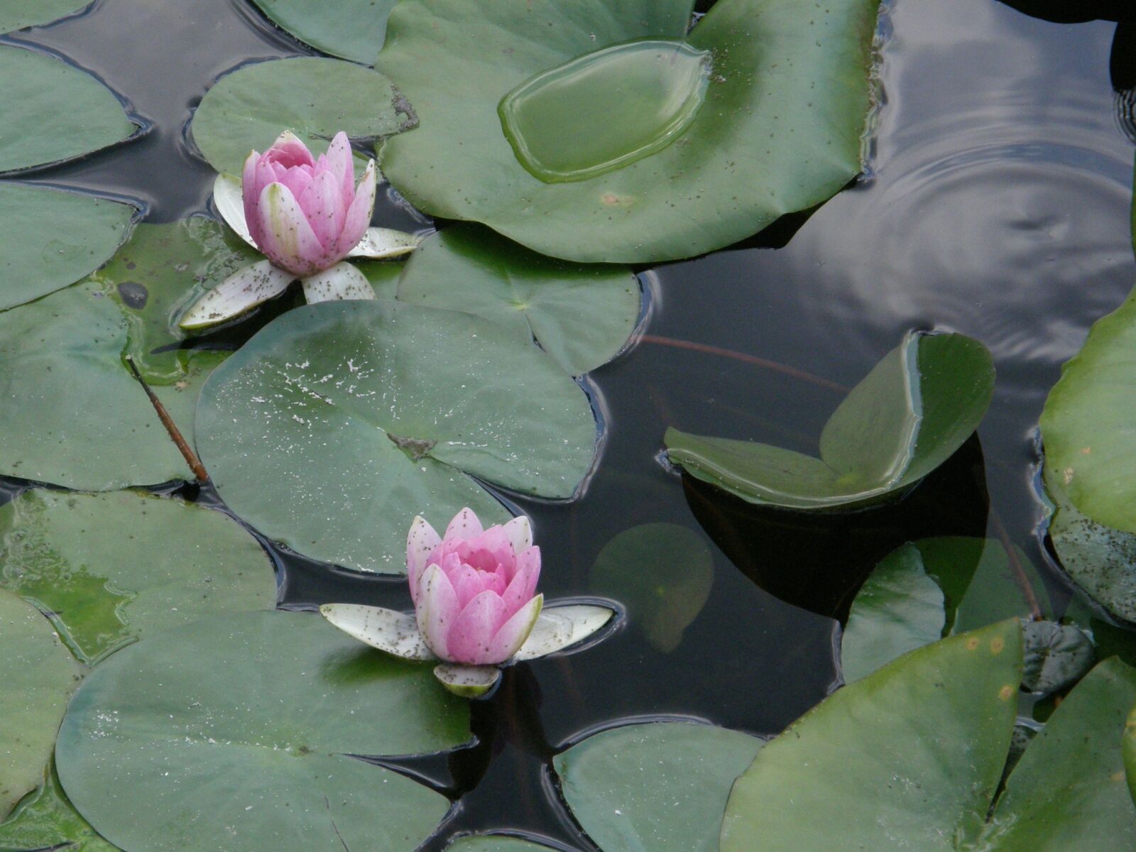 Olympus SP550UZ sample photo. Waterlilies, flowers, pond photography