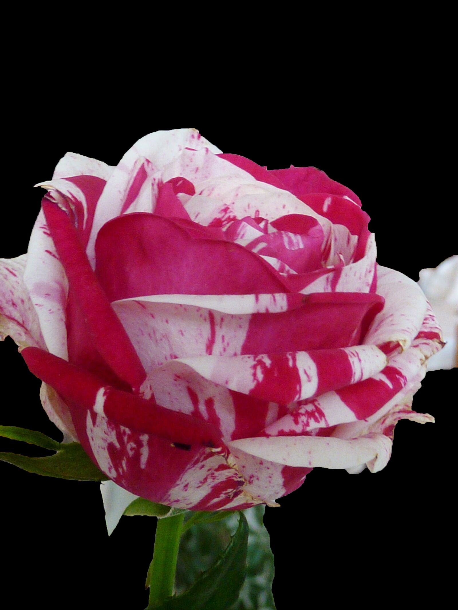 Panasonic DMC-TZ7 sample photo. Rose, blossom, bloom photography
