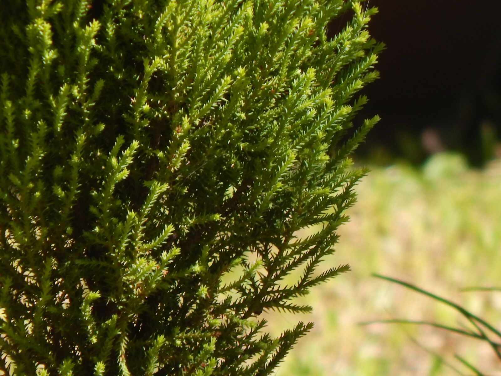 Nikon Coolpix L820 sample photo. Sunny, twigs, green photography