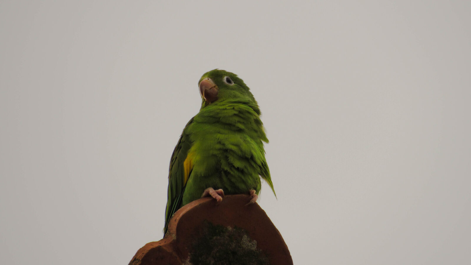 Canon PowerShot SX520 HS sample photo. Animal, bird, green, natue photography