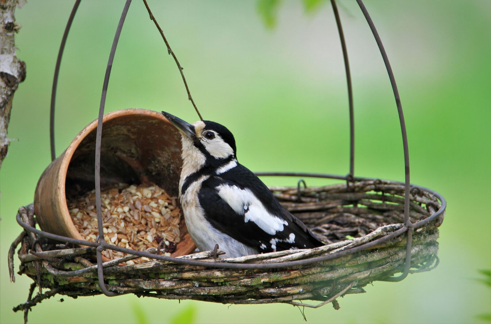 Tamron SP 150-600mm F5-6.3 Di VC USD sample photo. Great spotted woodpecker, feeding photography