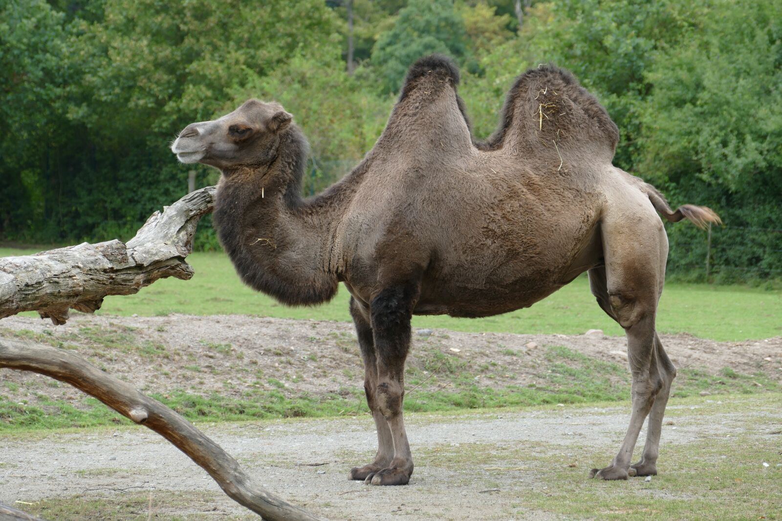 Panasonic Lumix DMC-FZ1000 sample photo. Animal, zoo, tiergarten photography