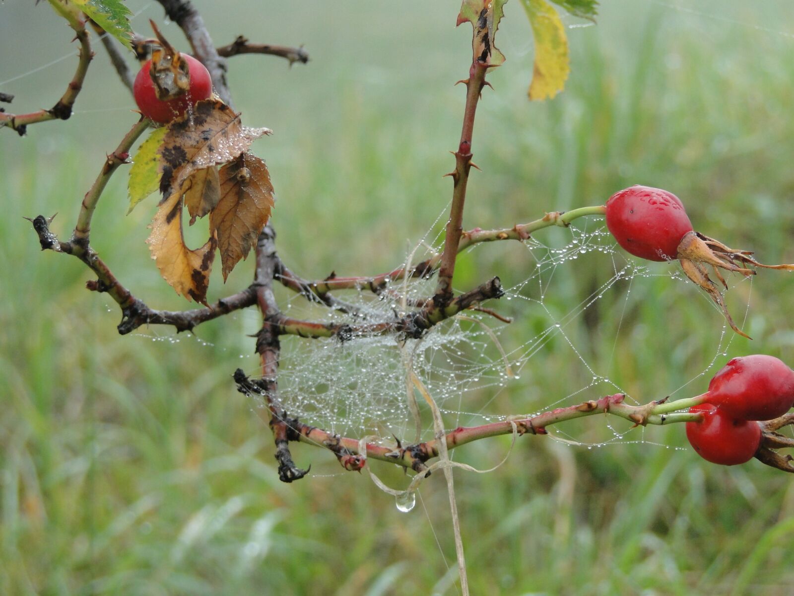 Sony Cyber-shot DSC-HX1 sample photo. Rose hip, autumn, fog photography