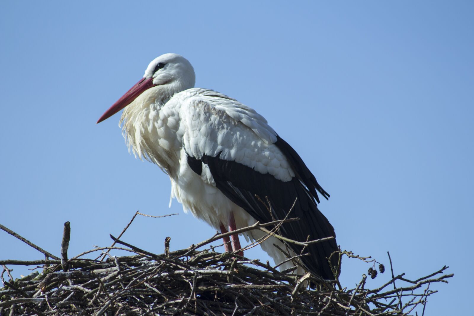Canon EF 55-200mm F4.5-5.6 II USM sample photo. Bird, animal world, nature photography