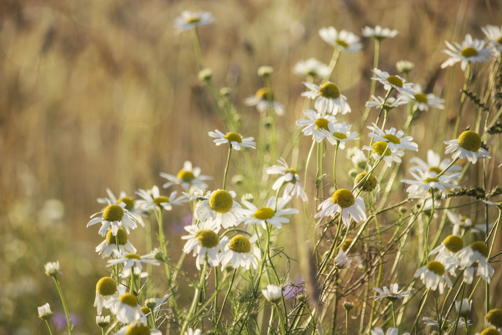 Canon EF-S 55-250mm F4-5.6 IS STM sample photo. Chamomile, herbs, evening photography
