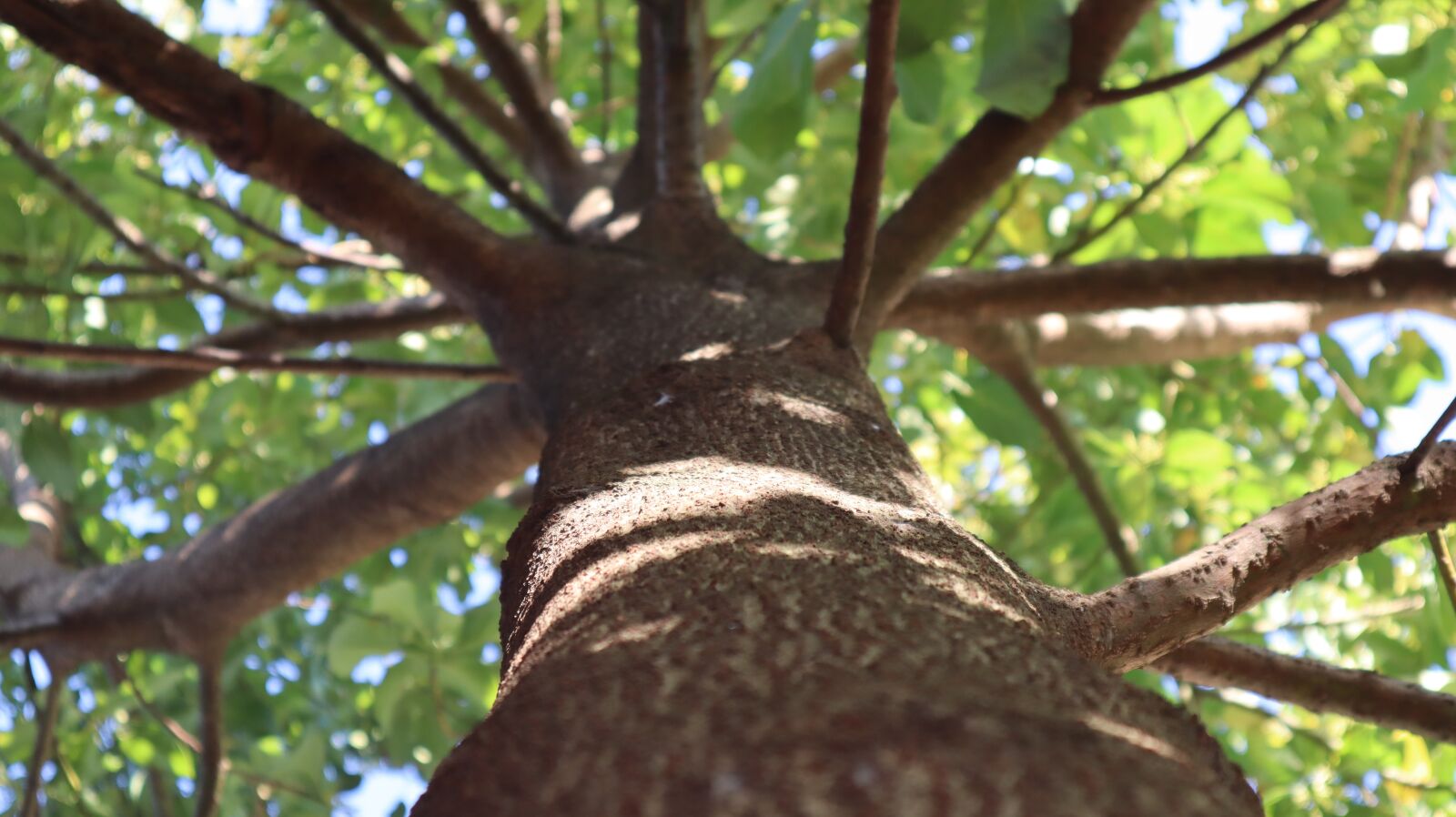 Canon EF-M 15-45mm F3.5-6.3 IS STM sample photo. Tree, high, beautiful photography