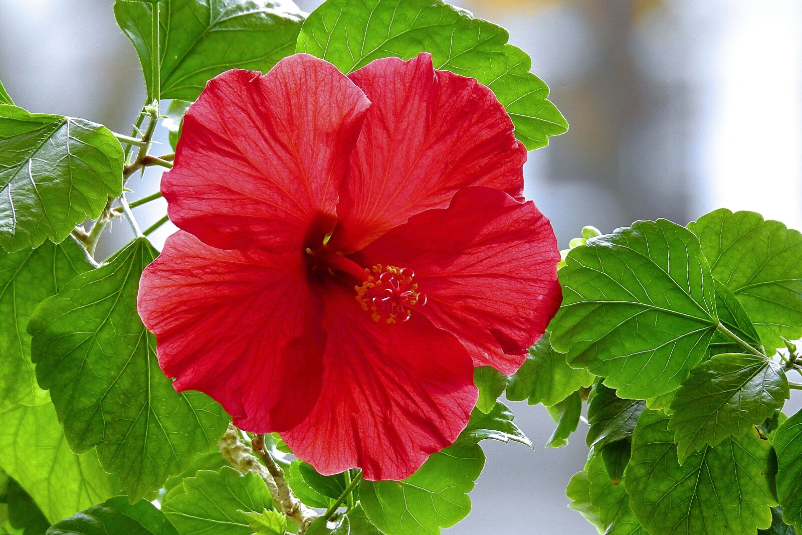 Nikon Coolpix P900 sample photo. Nature, plant, flower photography