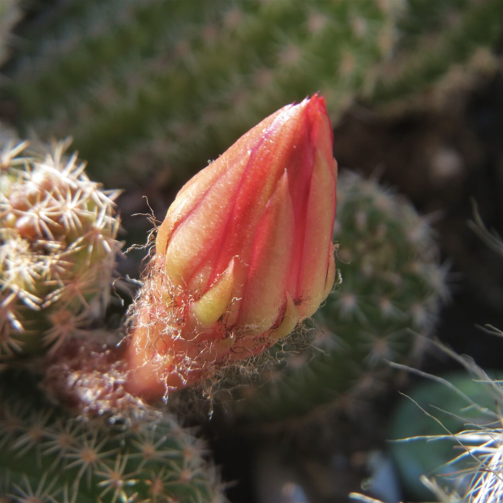 Canon PowerShot SX50 HS sample photo. Cactus, flower bud, red photography