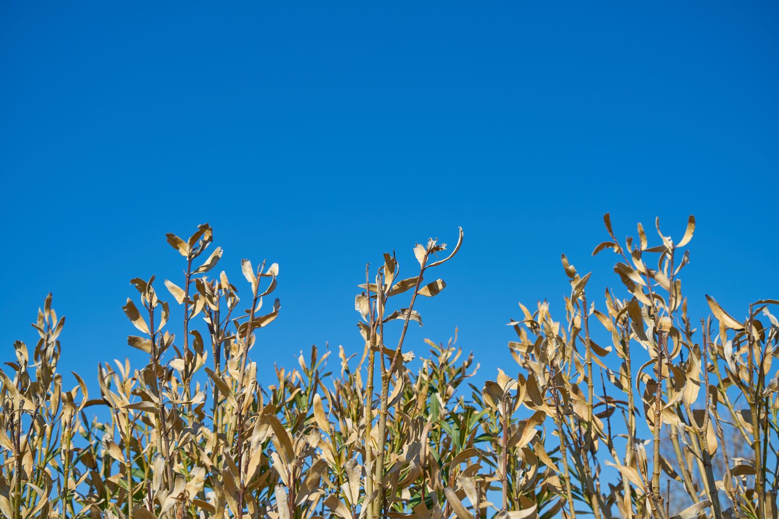 Sony a7R II sample photo. Plant, nature, blue photography