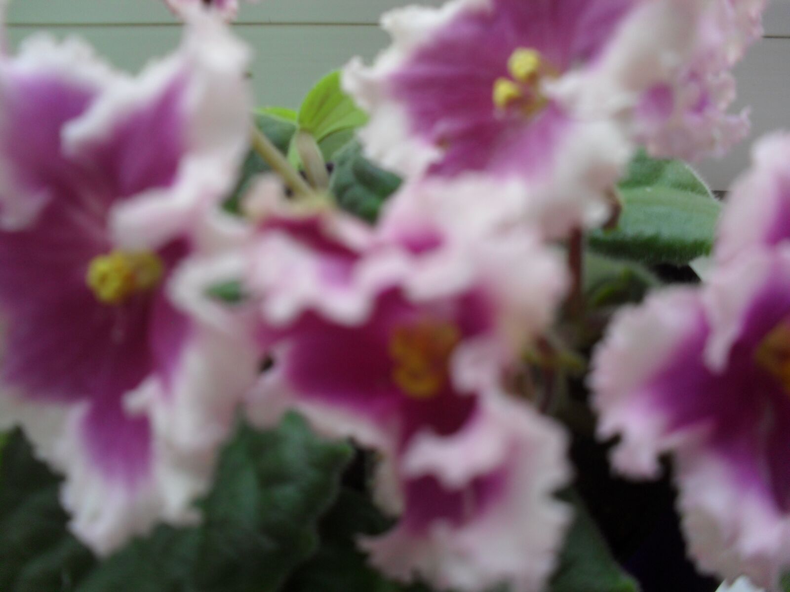 Samsung ES60 / VLUU ES60 /  SL105 /  ES63 sample photo. Purple-white, violet, home photography