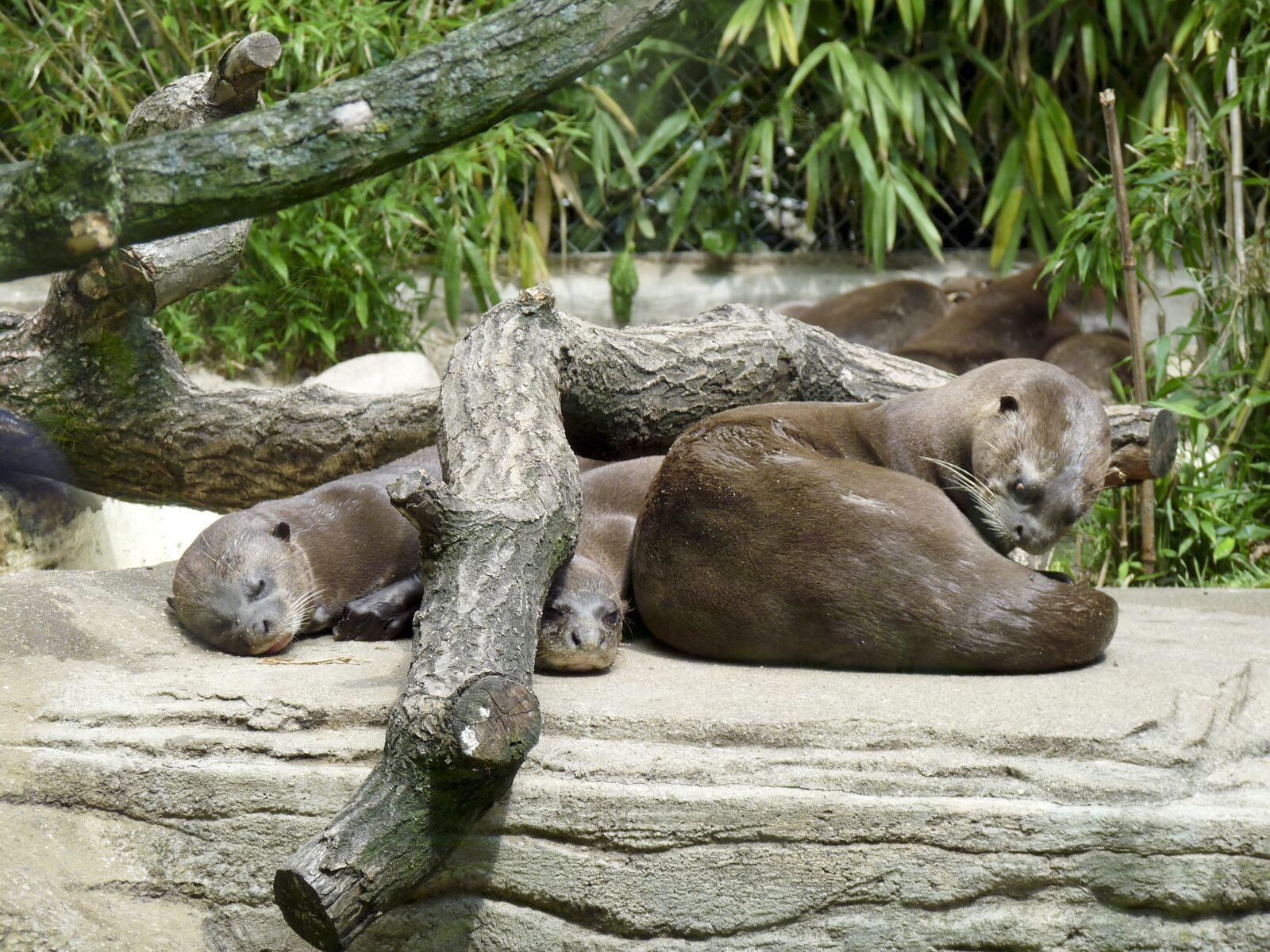 Panasonic Lumix DMC-FZ28 sample photo. Otter, zoo, water photography