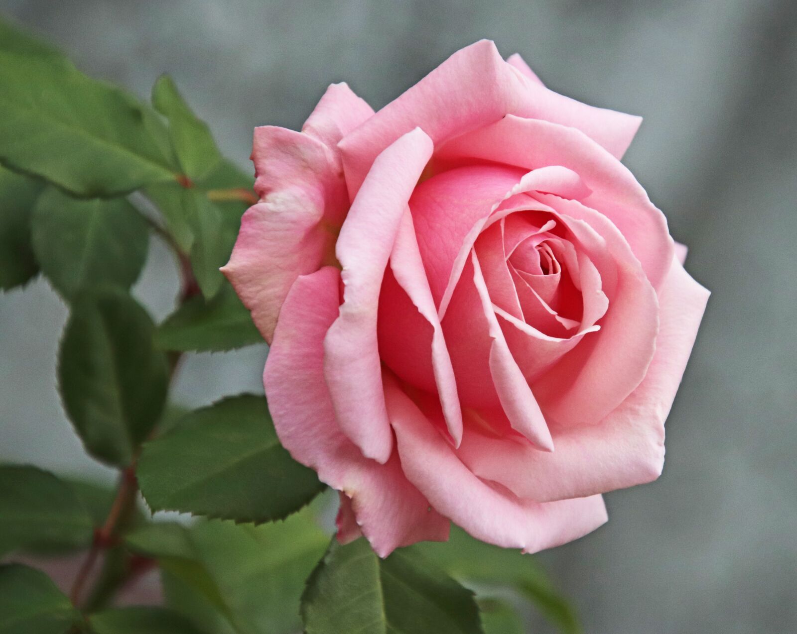Canon EOS 800D (EOS Rebel T7i / EOS Kiss X9i) sample photo. Rose, pink, flower photography