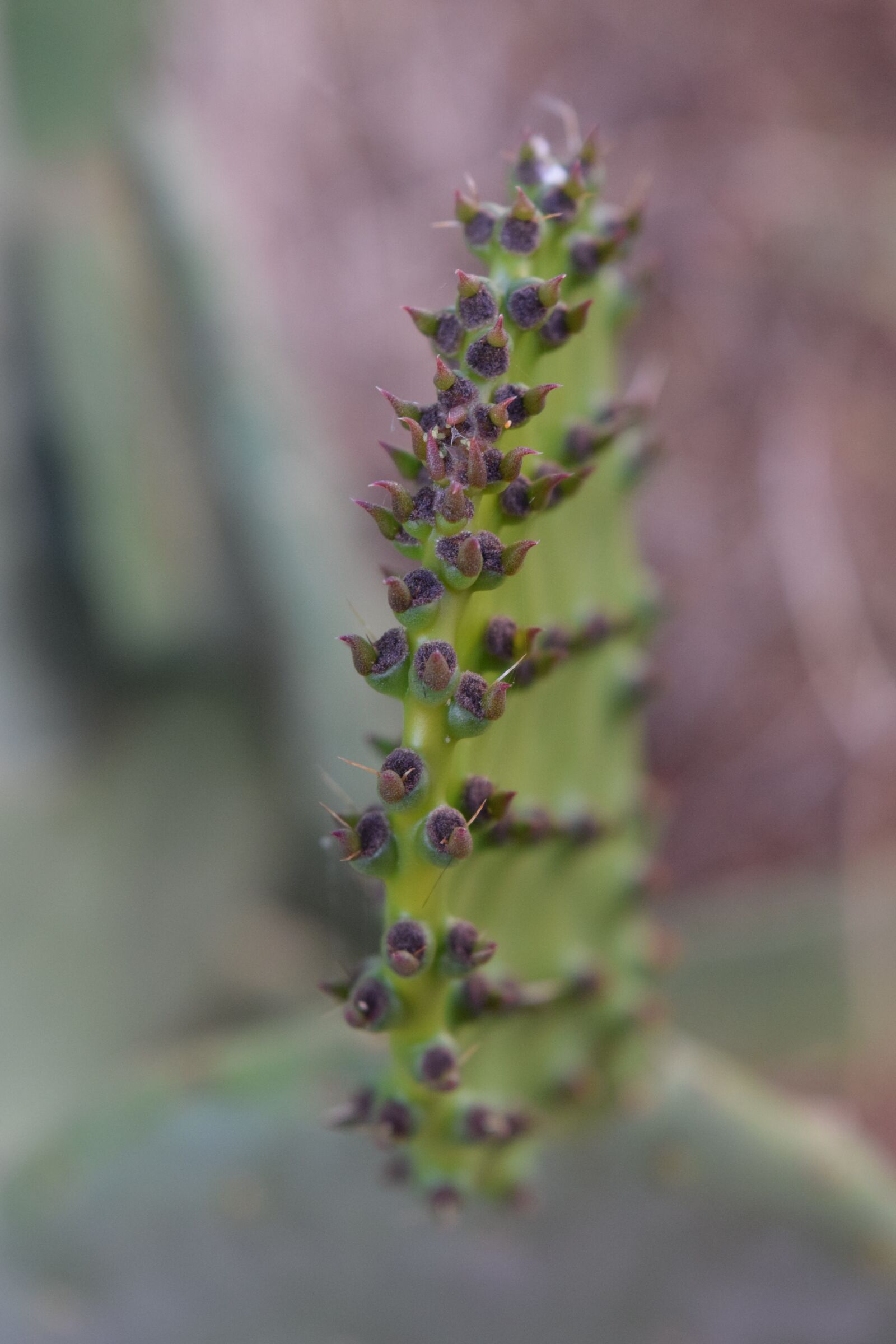 Nikon D3300 sample photo. Prickly pear, close up photography