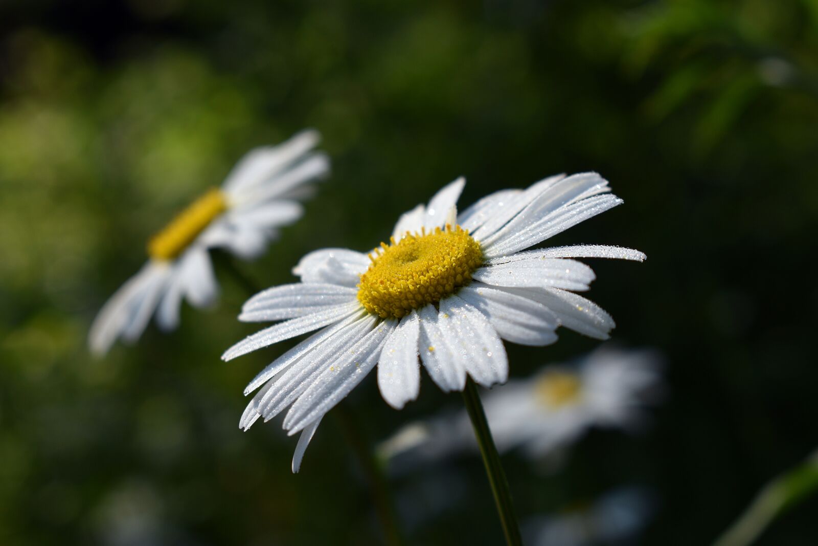 Nikon D3400 sample photo. Flower, flowers, chamomile photography