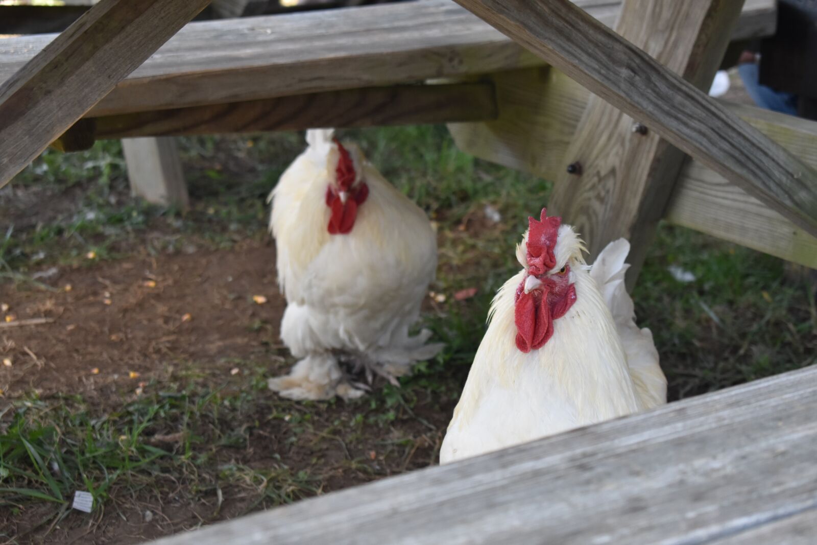 Nikon D3400 sample photo. Summer, picnic, chicken photography