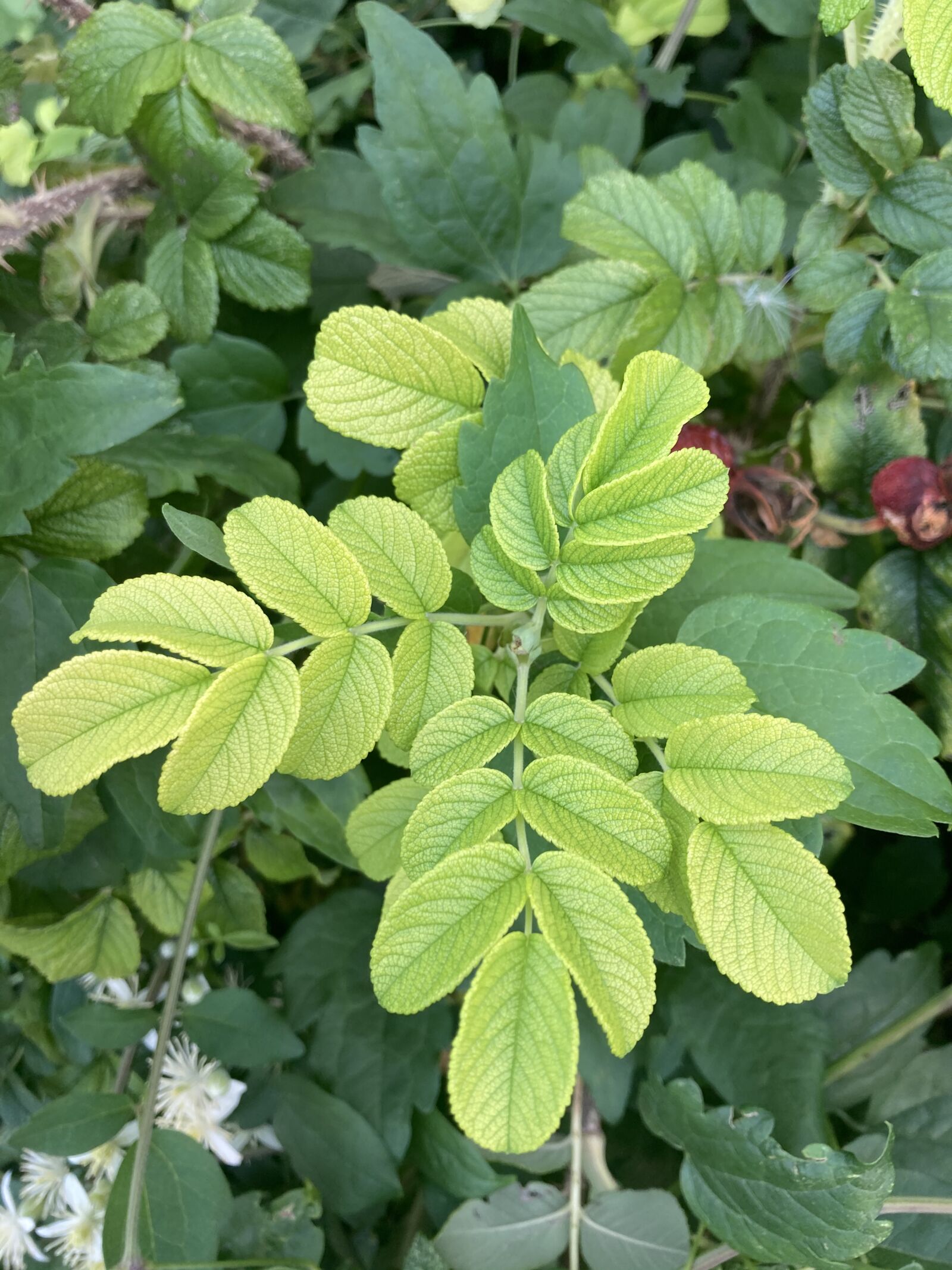 Apple iPhone SE (2nd generation) sample photo. Green, leaves, leaf photography