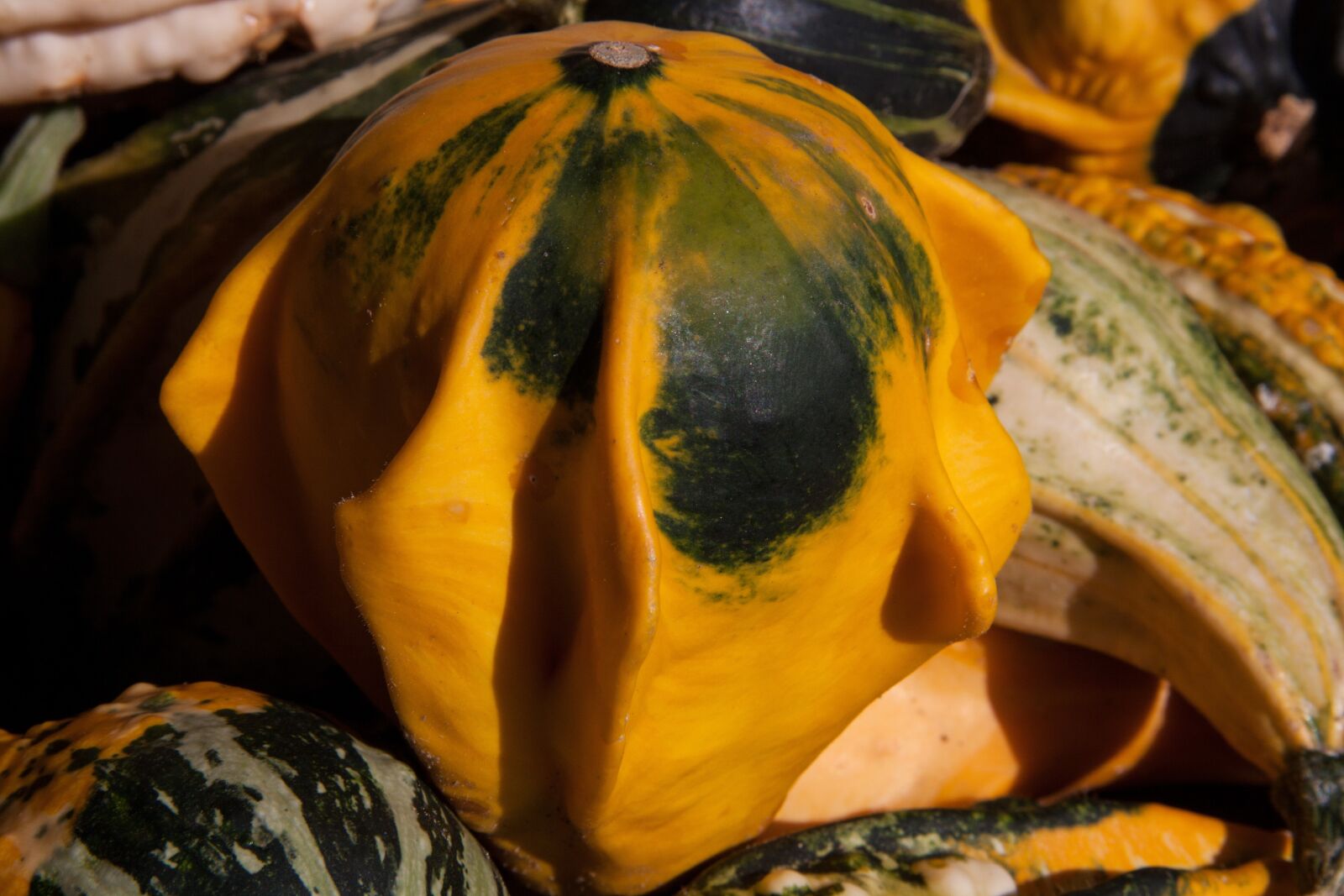 Canon EOS 50D sample photo. Decorative squashes, cucurbita, cucurbitaceae photography